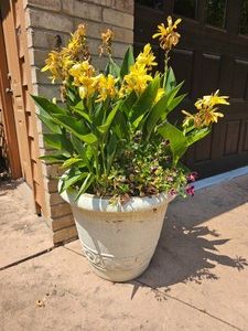 Canna Lily Outdoor Planter Pair