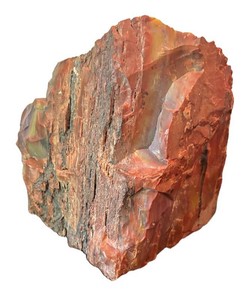 DR - Petrified Wood Arizona Rainbow Fossilized Log Fragment 6 12 in