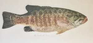 Framed Smallmouth Bass Signed & Numbered Print by Amy Pawlak 24200