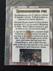 Tyrannosaurus Rex Bone Fragment