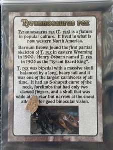 Tyrannosaurus Rex Bone Fragment