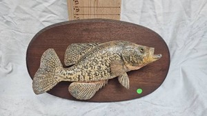 Fish Mount