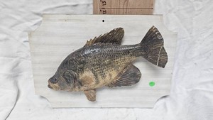 Fish Mount as pictured