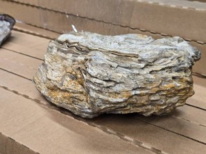 12.4-lbs - Lot of (1) Petrified Wood