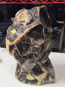 24.2-lbs Septarian Nodule with Ammonite Fossil - Dragon Stone