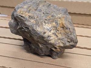 18.8-lbs Petrified Wood