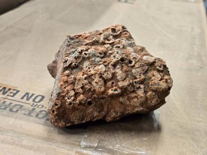2.2lbs Colony Coral - Lithostrotionella