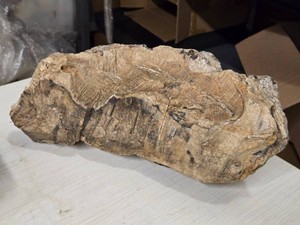 26.6lbs Petrified Wood