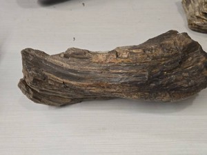 16.2lbs Petrified Wood