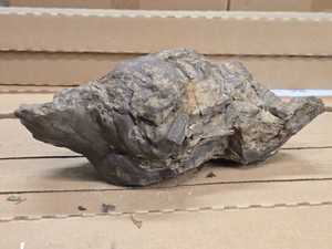 13.6lbs Petrified Wood