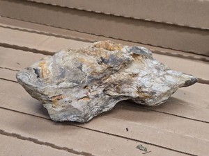 7.4lbs Petrified Wood