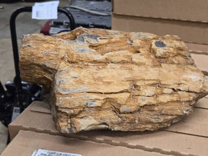 22.4lbs Petrified Wood