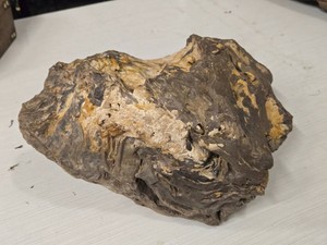 16.2lbs Petrified Wood