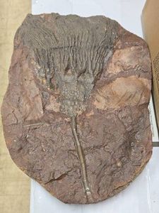 7.6lbs Scyphocrinites Elegans Crinoid Fossil