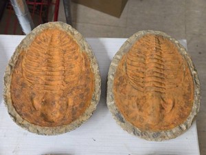 Fossilized Trilobyte