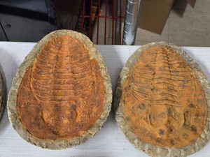 Fossilized Trilobyte