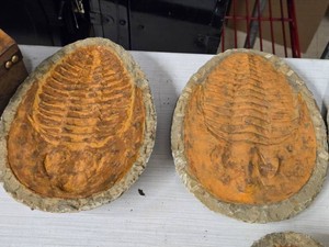 Fossilized Trilobyte