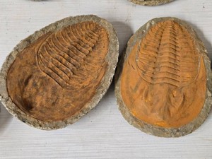 Fossilized Trilobyte
