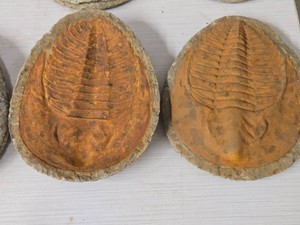 Fossilized Trilobyte