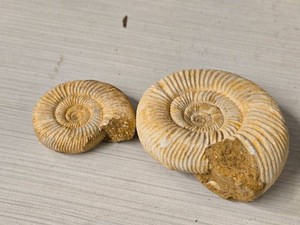Lot of (2) Fossilized Ammonite