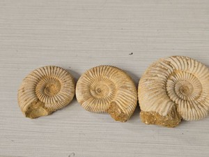 Lot of (3) Fossilized Ammonite
