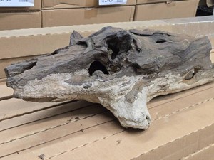 43.4lbs Petrified Wood
