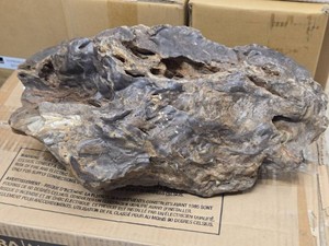 21.6lbs Petrified Wood