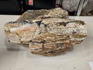 26.2lbs Petrified Wood