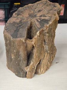 11.2lbs Petrified Wood
