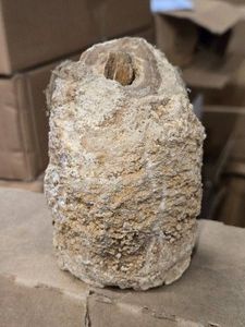 1.2lbs Fossilized Sea Sponge