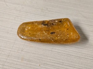 Baltic Amber with Insect Fossils