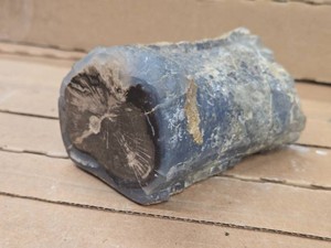 2.2lbs Blue Forest Petrified Wood