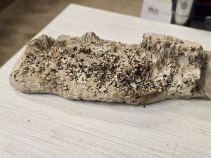 Lot of (1) Fossilized Coral