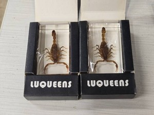Lot of (2) Scorpions in Acrylic Block by Luqueens