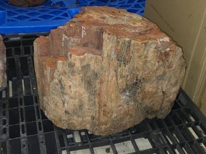 194-lbs Petrified Wood 18 x 17 x 13