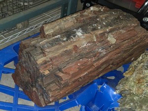 231-lbs Petrified Wood 24 x 14 x 11