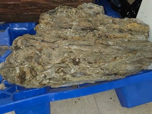 243-lbs Petrified Wood 29 x 16 x 12