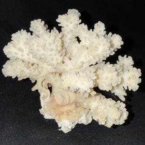 Genuine White Branching Coral Specimen - Pocillopora verrucosa  cauliflower coral