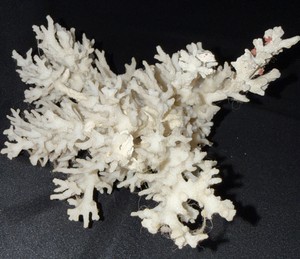 Fine-branched coral specimen Pocillopora damicornis  cauliflower coral