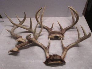 Antlers, Mule & Whitetail Deer