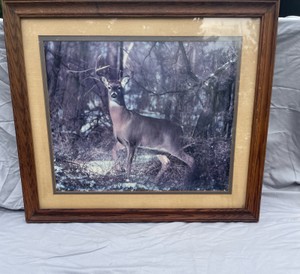 WILD KINGDOM WHITETAIL DEER BUCK PRINT