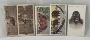 Churchman & Players Tobacco 5 Card Animals Vintage Lot