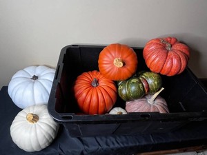 Decorative Pumpkins Mixed Lot in Tote