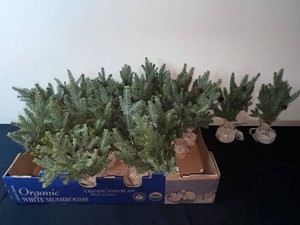 Christmas Tree Decor - Barbs Tree Farm Mini Trees Mixed Lot