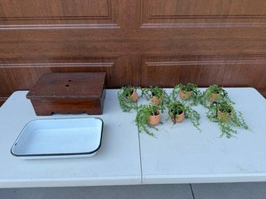 Artificial Plants - 6 Potted Vines With Wooden Stand & Enamel Tray