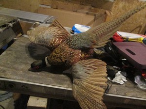 Taxidermy stuffed Ring Neck Pheasant