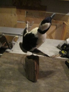 Taxidermy stuffed Bufflehead duck