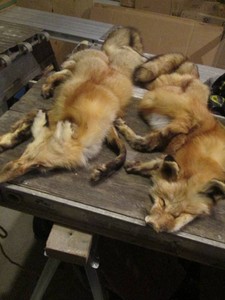 Pair of fox hide pelts