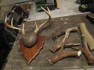 Mounted antlers and misc antler pieces