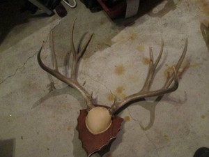 Large mounted antler rack